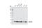 Ubiquitin Conjugating Enzyme E2 D3 antibody, 4330S, Cell Signaling Technology, Western Blot image 