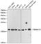 Mitochondrial import inner membrane translocase subunit Tim17-A antibody, GTX16468, GeneTex, Western Blot image 