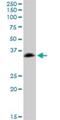 Signal Sequence Receptor Subunit 1 antibody, H00006745-B01P, Novus Biologicals, Western Blot image 