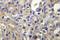 Maternal Embryonic Leucine Zipper Kinase antibody, LS-C176932, Lifespan Biosciences, Immunohistochemistry frozen image 