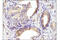 EPH Receptor B2 antibody, 83029S, Cell Signaling Technology, Immunohistochemistry paraffin image 