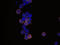 Lymphocyte antigen 6A-2/6E-1 antibody, BAF1226, R&D Systems, Western Blot image 