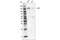 Unc-51 Like Autophagy Activating Kinase 1 antibody, 18938S, Cell Signaling Technology, Western Blot image 