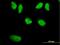 WRN RecQ Like Helicase antibody, H00007486-M09, Novus Biologicals, Immunofluorescence image 