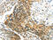 Transglutaminase 4 antibody, CSB-PA038312, Cusabio, Immunohistochemistry frozen image 