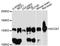 Nuclear Receptor Coactivator 7 antibody, LS-C748829, Lifespan Biosciences, Western Blot image 
