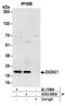 Exosome Component 1 antibody, A303-885A, Bethyl Labs, Immunoprecipitation image 
