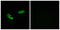 Olfactory Receptor Family 56 Subfamily A Member 3 antibody, GTX87616, GeneTex, Immunofluorescence image 