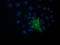 Vasodilator Stimulated Phosphoprotein antibody, TA502472, Origene, Immunofluorescence image 