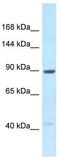 Unc-45 Myosin Chaperone B antibody, TA343208, Origene, Western Blot image 
