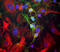Spectrin alpha chain, brain antibody, LS-B10415, Lifespan Biosciences, Immunocytochemistry image 