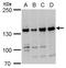 Replication factor C subunit 1 antibody, GTX129291, GeneTex, Western Blot image 