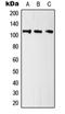 EAG1 antibody, orb214154, Biorbyt, Western Blot image 