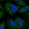 ADP Ribosylation Factor Like GTPase 14 Effector Protein antibody, HPA039634, Atlas Antibodies, Immunocytochemistry image 