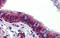 BMP Binding Endothelial Regulator antibody, ARP52569_P050, Aviva Systems Biology, Immunohistochemistry frozen image 