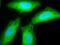 Activator of 90 kDa heat shock protein ATPase homolog 2 antibody, orb67560, Biorbyt, Immunofluorescence image 
