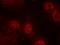 Apoptosis Associated Tyrosine Kinase antibody, orb15026, Biorbyt, Immunocytochemistry image 