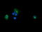 Phosphatidylinositol-4,5-bisphosphate 3-kinase catalytic subunit gamma isoform antibody, LS-C174230, Lifespan Biosciences, Immunofluorescence image 