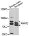 Carboxylesterase 2 antibody, orb136596, Biorbyt, Western Blot image 