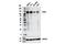 Poly(ADP-Ribose) Glycohydrolase antibody, 24489S, Cell Signaling Technology, Western Blot image 