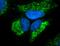 Heat Shock Protein Family A (Hsp70) Member 9 antibody, NBP1-21670, Novus Biologicals, Immunocytochemistry image 