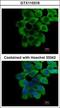 RING finger protein 10 antibody, GTX115316, GeneTex, Immunocytochemistry image 