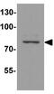 Mitochondrial Rho GTPase 1 antibody, GTX31938, GeneTex, Western Blot image 