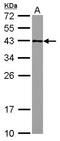 Glucose-Fructose Oxidoreductase Domain Containing 2 antibody, LS-C155570, Lifespan Biosciences, Western Blot image 