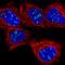 Nucleolar And Coiled-Body Phosphoprotein 1 antibody, HPA050388, Atlas Antibodies, Immunofluorescence image 