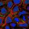 Cordon-Bleu WH2 Repeat Protein antibody, PA5-53941, Invitrogen Antibodies, Immunofluorescence image 