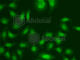 Centrin 2 antibody, A5397, ABclonal Technology, Immunofluorescence image 