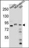 KAT8 Regulatory NSL Complex Subunit 3 antibody, orb179032, Biorbyt, Western Blot image 