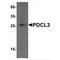 Phosducin Like 3 antibody, TA349069, Origene, Western Blot image 