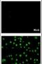 Dengue Virus Type II antibody, PA5-27888, Invitrogen Antibodies, Immunofluorescence image 