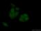 Importin 11 antibody, 14403-1-AP, Proteintech Group, Immunofluorescence image 