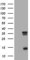 Thymidylate Synthetase antibody, TA801760, Origene, Western Blot image 