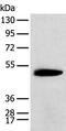 Potassium Channel Tetramerization Domain Containing 16 antibody, PA5-51197, Invitrogen Antibodies, Western Blot image 