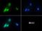 Cysteine And Histidine Rich Domain Containing 1 antibody, NBP1-78304, Novus Biologicals, Immunofluorescence image 