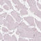Progestagen Associated Endometrial Protein antibody, HPA020108, Atlas Antibodies, Immunohistochemistry frozen image 
