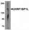 UHRF1 Binding Protein 1 Like antibody, TA319842, Origene, Western Blot image 