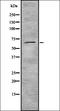 Zinc finger protein 496 antibody, orb337655, Biorbyt, Western Blot image 