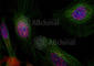 MDM2 Proto-Oncogene antibody, AP0293, ABclonal Technology, Immunofluorescence image 