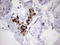 CHN antibody, LS-C790419, Lifespan Biosciences, Immunohistochemistry paraffin image 