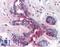 Programmed Cell Death 4 antibody, LS-B487, Lifespan Biosciences, Immunohistochemistry paraffin image 