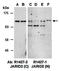Jumonji And AT-Rich Interaction Domain Containing 2 antibody, orb67274, Biorbyt, Western Blot image 