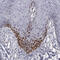 Lymphoid Enhancer Binding Factor 1 antibody, HPA002087, Atlas Antibodies, Immunohistochemistry paraffin image 