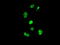 DNA excision repair protein ERCC-1 antibody, LS-C337625, Lifespan Biosciences, Immunofluorescence image 