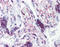 ATR Serine/Threonine Kinase antibody, 51-429, ProSci, Immunohistochemistry frozen image 