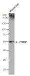 PTBP2 antibody, PA5-78547, Invitrogen Antibodies, Western Blot image 