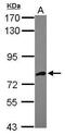 Aspartyl-tRNA synthetase, mitochondrial antibody, PA5-30666, Invitrogen Antibodies, Western Blot image 